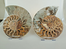 Ammonite cleoniceras coupé d'occasion  Forcalquier