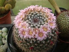 Mammillaria melanocentra groß gebraucht kaufen  Bad Wurzach