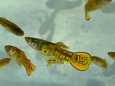 Yellow tiger endlers for sale  Tallahassee