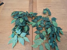 reptile vines for sale reptile vines for sale KINGSWINFORD