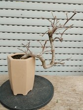 Bonsai bougainvillea gebraucht kaufen Bonsai bougainvillea gebraucht kaufen  Augsburg