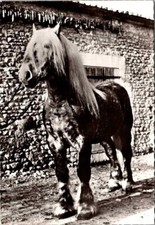 Jument mulassiere horse d'occasion  Expédié en Belgium