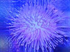 Long tentacle toadstool for sale  LEICESTER