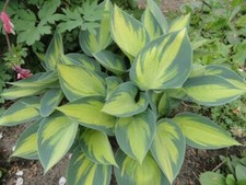 Funkien funkie hosta gebraucht kaufen  Berlin