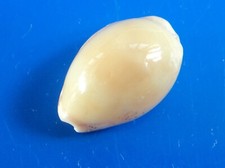 Cypraea cinerea jaune d'occasion  Brioude
