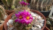 Strombocactus pulcherrimus dis for sale  GREENFORD