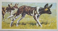 African hunting dog for sale  DERBY