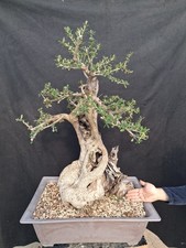 Bonsai olivo selvatico usato  Montevarchi
