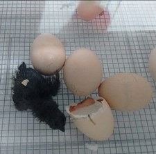 Ayam cemani rhode for sale  La Grange