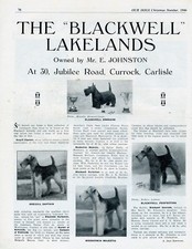 Lakeland terrier dog for sale  COLEFORD