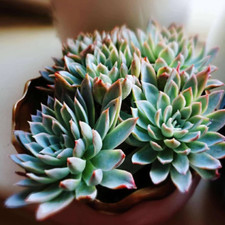 pots real plants for sale pots real plants for sale Fallbrook