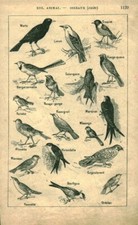 1914 book birds d'occasion  Expédié en Belgium