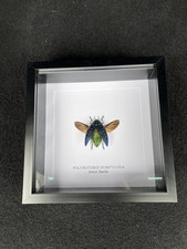 Metallic jewel beetle for sale  CLECKHEATON