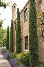 Italian cypress narrow for sale  Castro Valley