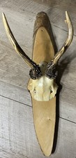 Antique roe european for sale  Douglasville