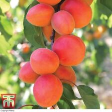 apricot tree for sale  IPSWICH