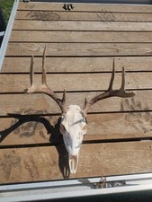 Nice whitetail deer for sale  Walhalla