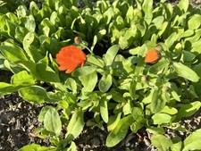 Ringelblume junge pflanzen gebraucht kaufen  Zeulenroda-Triebes