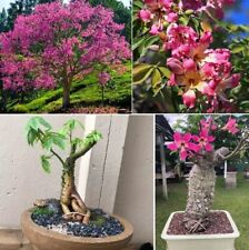 Ceiba speciosa chorisia for sale  BROCKENHURST
