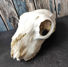 Sheep skull taxidermy for sale  Webster