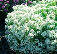 Alyssum tiny tim for sale  Sevierville