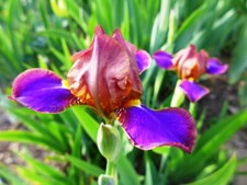 Iris mtb peebee gebraucht kaufen  Neustadt a.d.Waldnaab