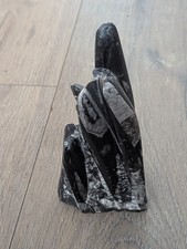 Orthoceras nautiloid cephalopo for sale Orthoceras nautiloid cephalopo for sale  LEEDS