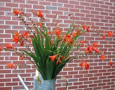 Crocosmia corms bulbs for sale  Brooks