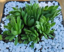 2xkindel sempervivum hula gebraucht kaufen  Traunstein