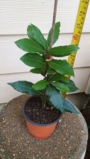 Organic bay leaf for sale  Kilgore