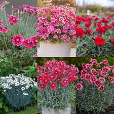 Alpine pack dianthus for sale  GLASGOW