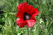 Papaver beauty livermore for sale  BECCLES