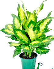 Dieffenbachia camille white for sale  Modesto
