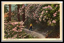 Rhododendron trail great for sale  Cecilia