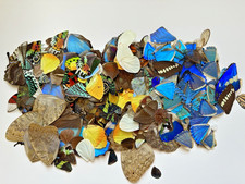 Wings for sale  Delray Beach
