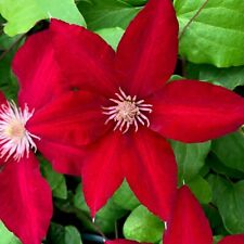 Clematis rebecca red for sale  UK