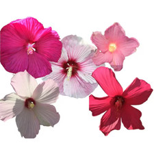 Hibiscus mix plants for sale  Denver