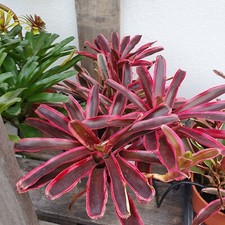 Néoregelia d'occasion  Nice-