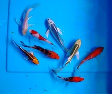 Lot butterfly koi for sale  Grovetown