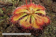 Drosera spatulata sundew for sale  LINGFIELD