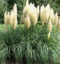 Weißes reichblühendes pampas gebraucht kaufen  Kronburg