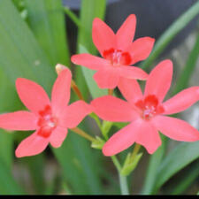 Woodland painted petal for sale  San Diego