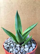 Agave desmettiana variegated for sale  Miami