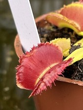 Venus flytrap kinky for sale  GRIMSBY