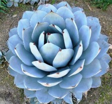 Agave parryi form usato  Napoli