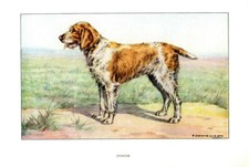 Stampa antica cane usato  Pescara