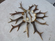 Rehgeweihe abwurfstangen jagdt gebraucht kaufen  Sonthofen
