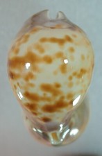Cypraea venusta roseoimmaculat usato  Italia