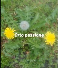 400 semi tarassaco usato  Venzone
