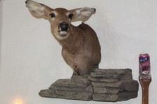 Whitetail doe deer for sale  Brandon